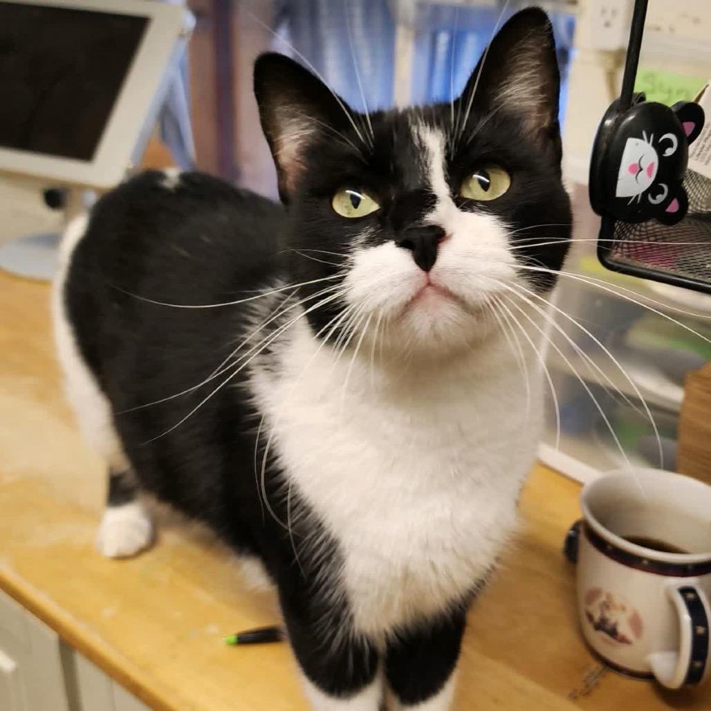 Enlarge Lola & Bebe, a Adoptable Domestic Short Hair in Denison, TX image 6/6