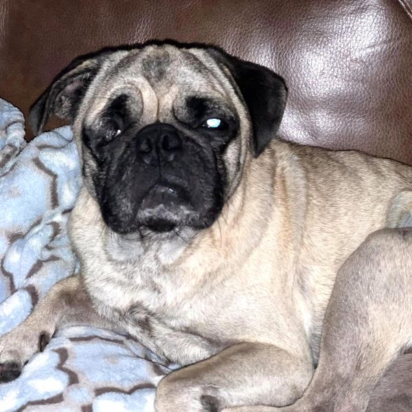 Barnaby, Adoptable, Young Male Pug.