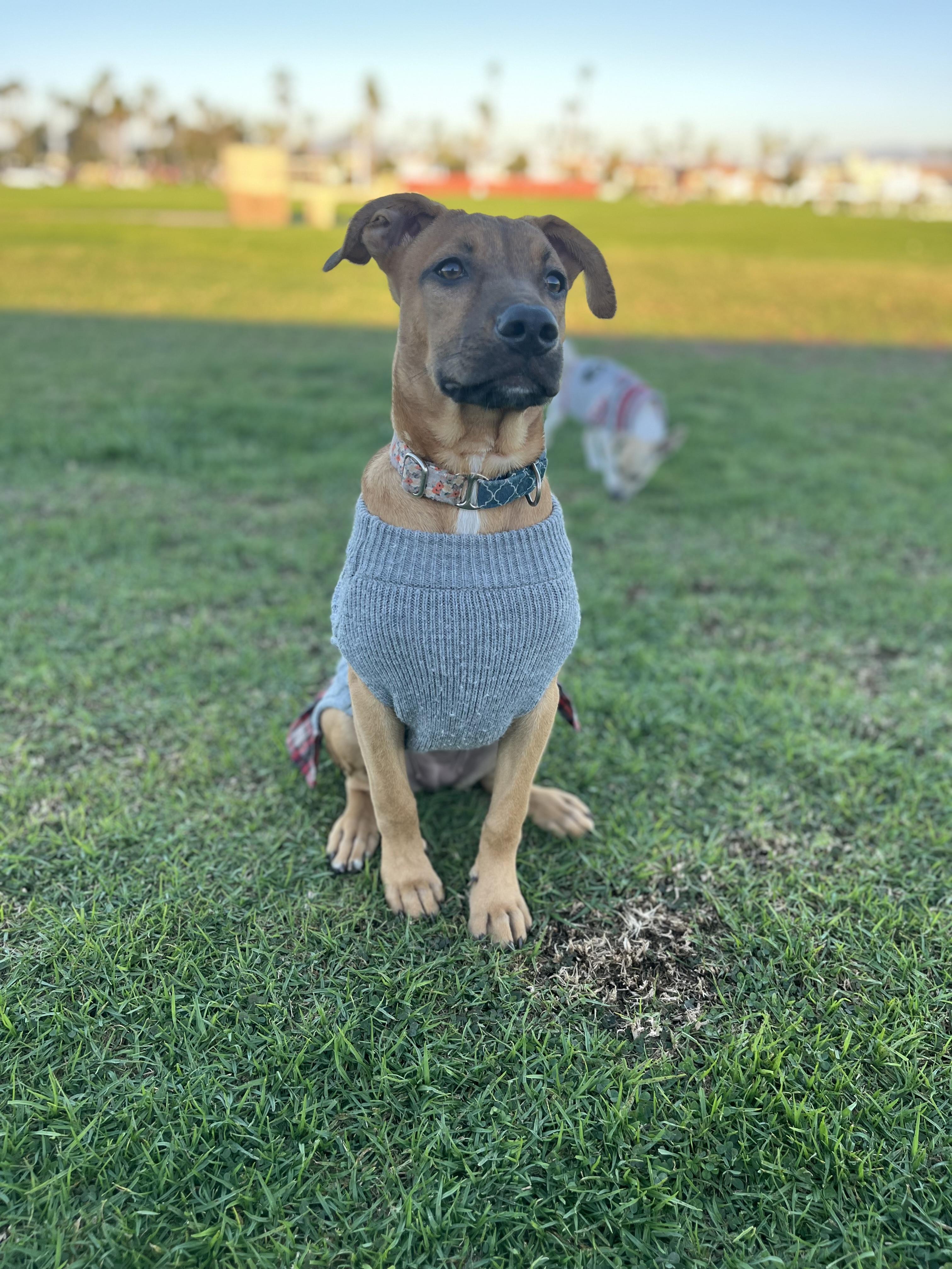 Enlarge Remmy, a Adoptable mixed breed in Poway, CA image 1/6