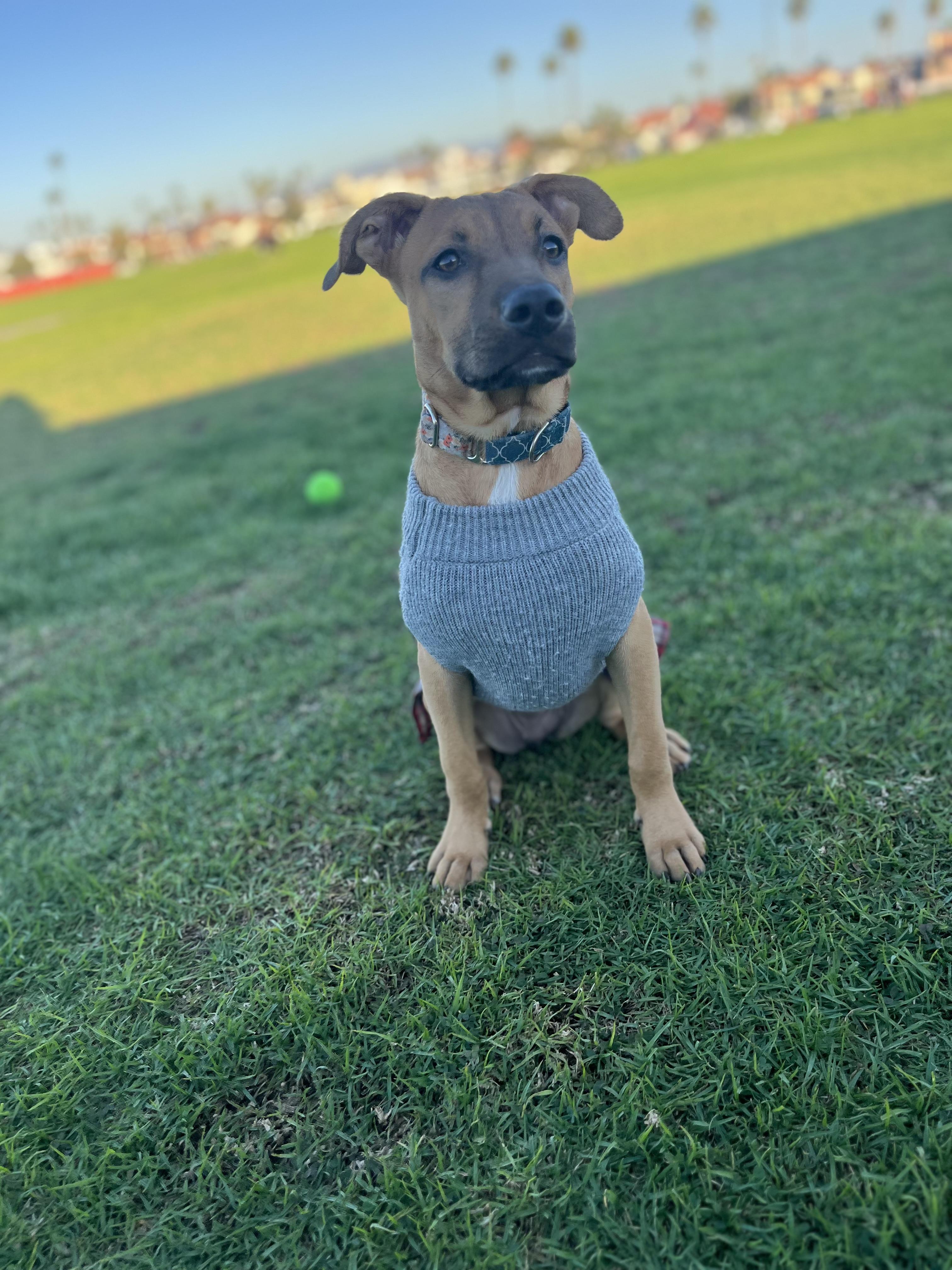 Enlarge Remmy, a Adoptable mixed breed in Poway, CA image 2/6