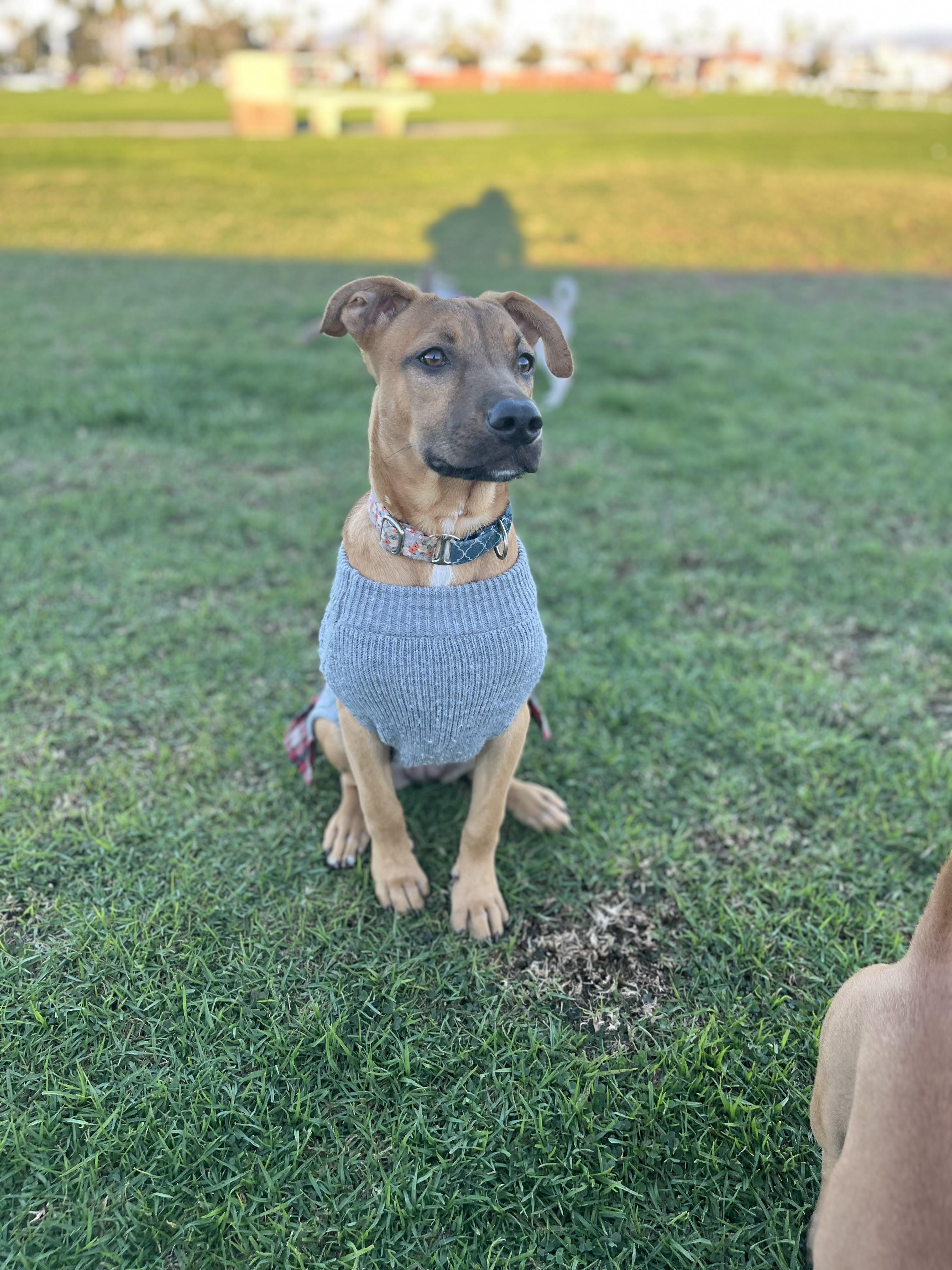 Enlarge Remmy, a Adoptable mixed breed in Poway, CA image 3/6