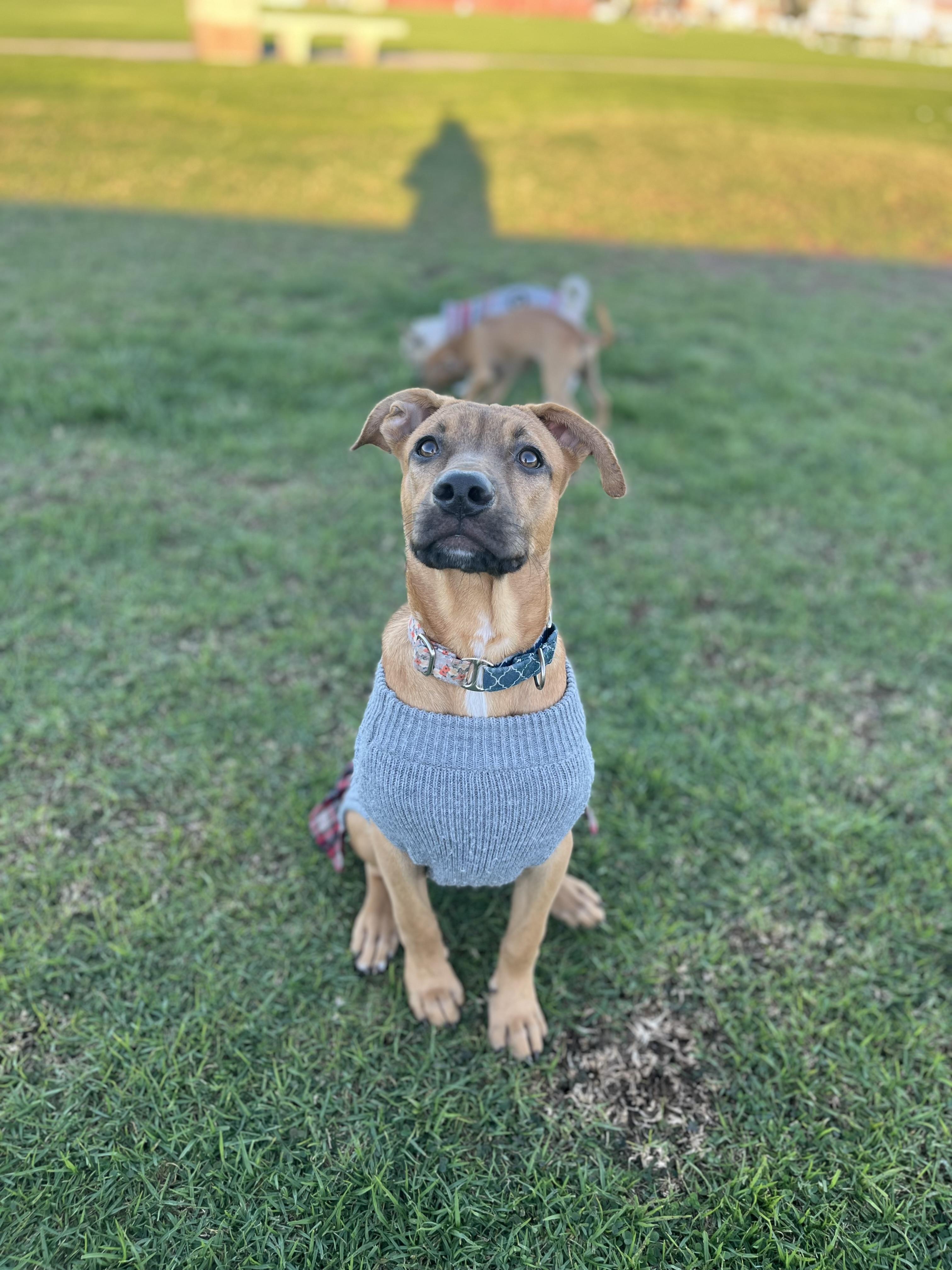 Enlarge Remmy, a Adoptable mixed breed in Poway, CA image 4/6