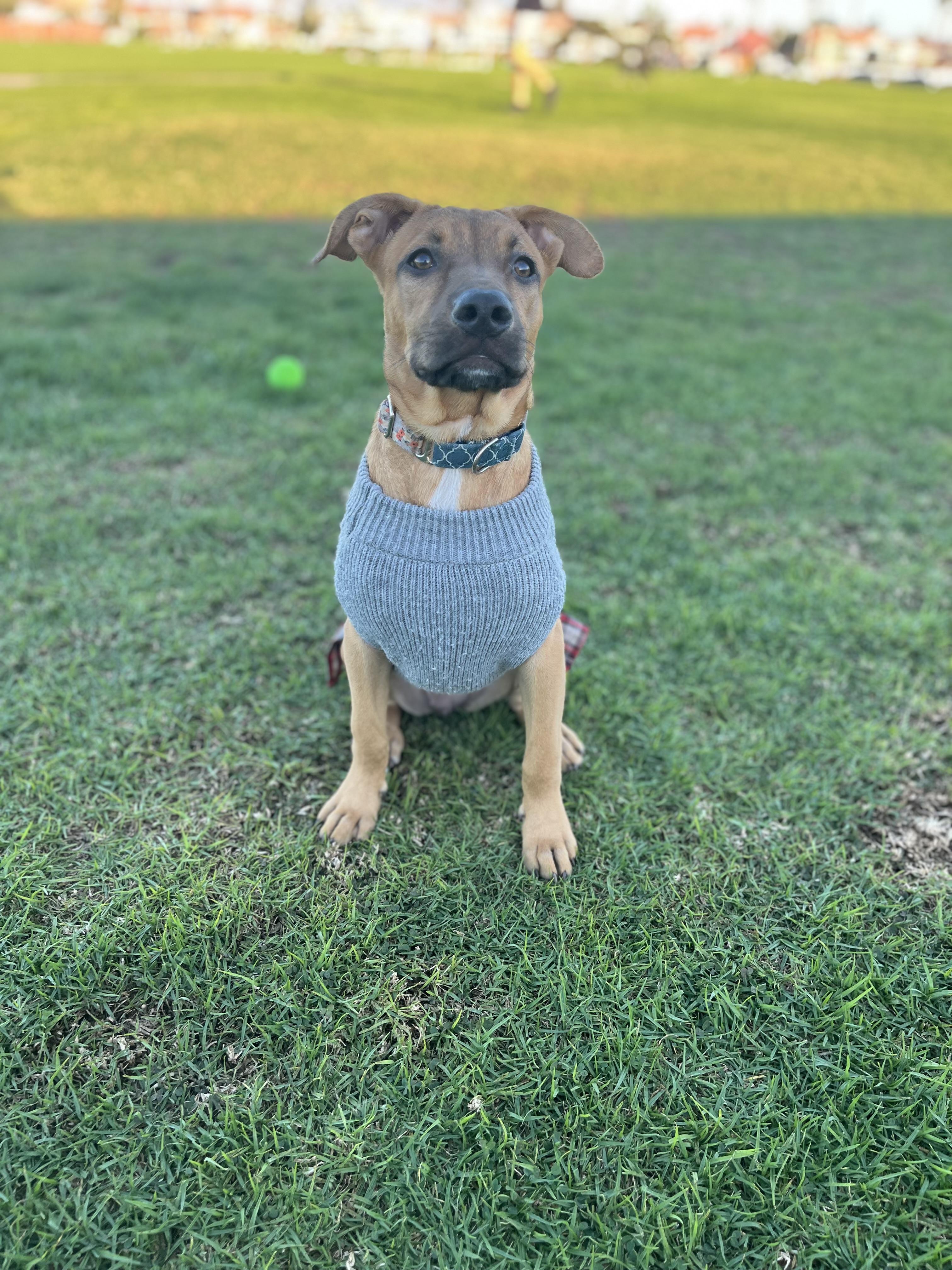 Enlarge Remmy, a Adoptable mixed breed in Poway, CA image 5/6