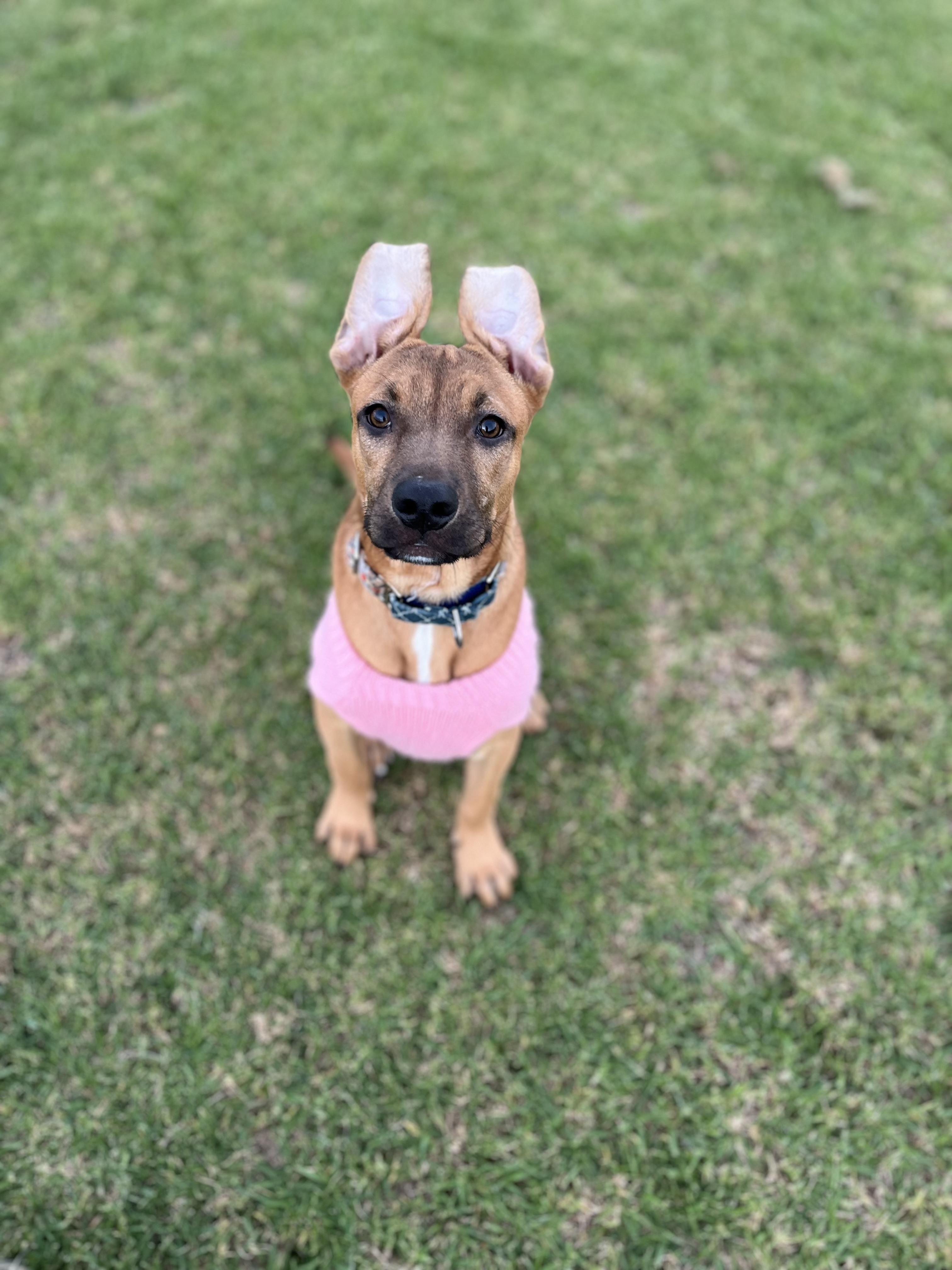 Enlarge Remmy, a Adoptable mixed breed in Poway, CA image 6/6