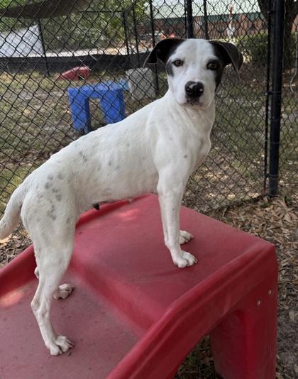 Betsy, Adoptable, Young Female Terrier & Mixed Breed.