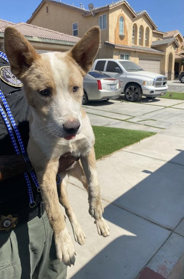 Lady, Adoptable, Young Female Shepherd.