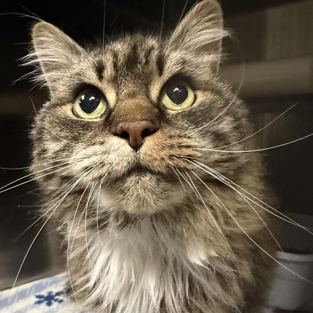 Sadie, Adoptable, Senior Female Domestic Long Hair.