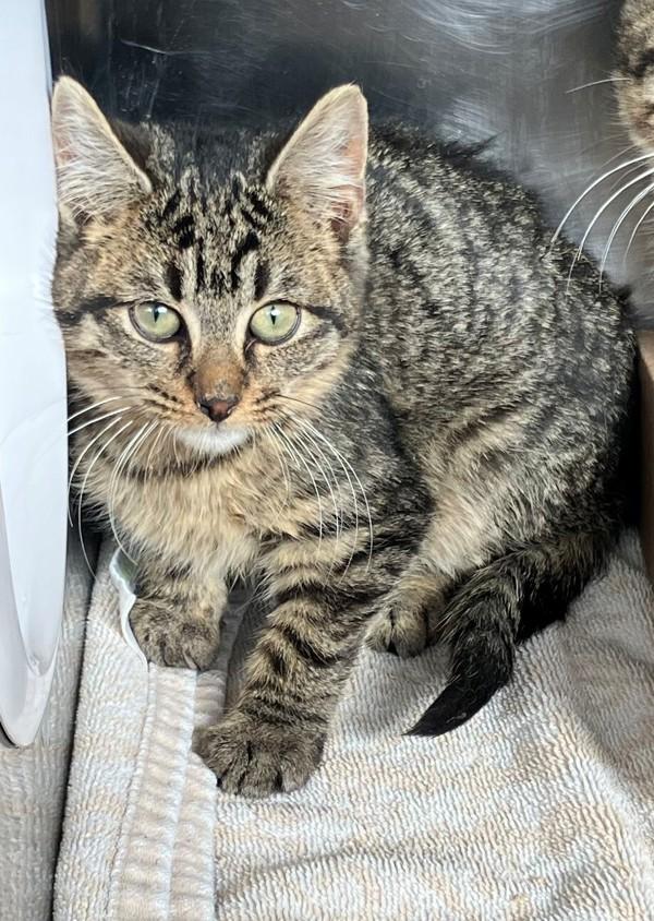 Enlarge Bells, a Adoptable mixed breed in Staten Island, NY image 1/1