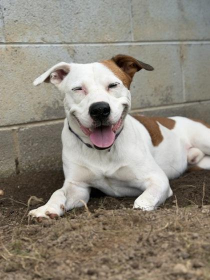 Parker, a Adoptable mixed breed in Malvern, PA image 2/3