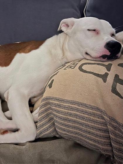 Parker, a Adoptable mixed breed in Malvern, PA image 3/3