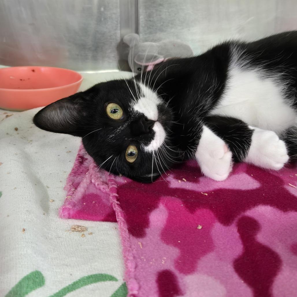 Enlarge Jade 26-274, a Adoptable Domestic Short Hair in Tawas City, MI image 1/1