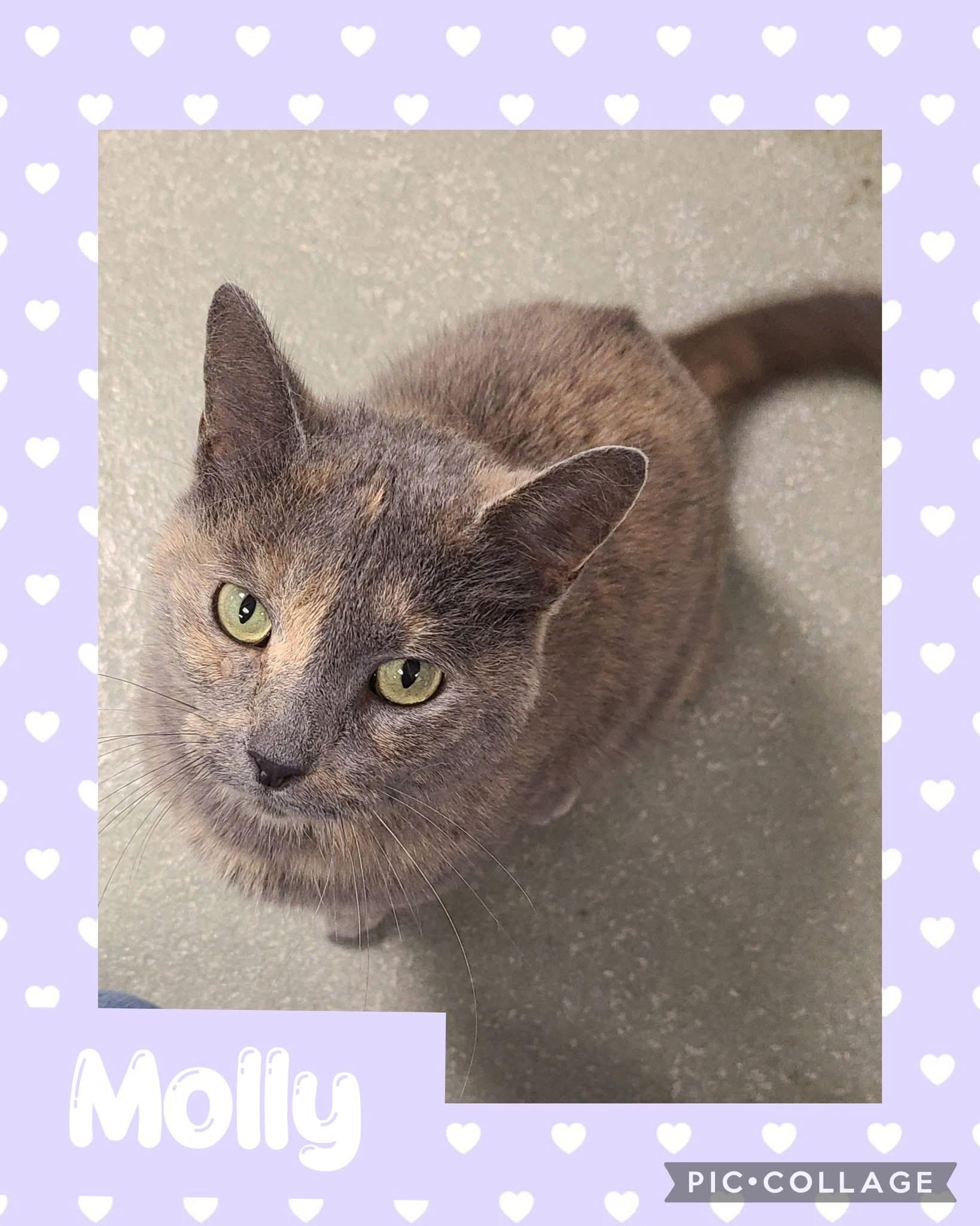 Molly, an adoptable Domestic Short Hair in Iron River, MI, 49935 | Photo Image 1
