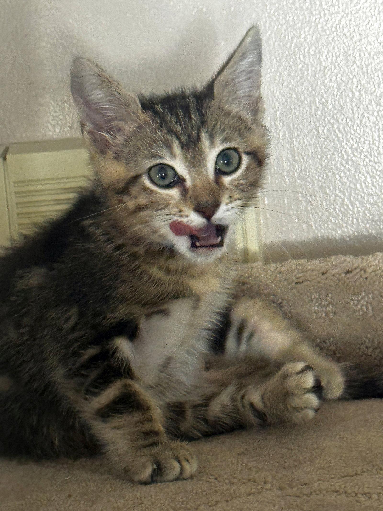 Koda, a Adoptable Domestic Short Hair in Seal Beach, CA image 1/3