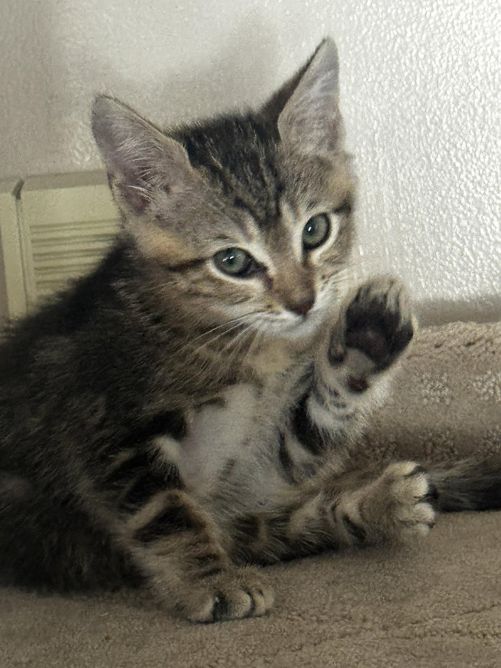 Koda, a Adoptable Domestic Short Hair in Seal Beach, CA image 2/3