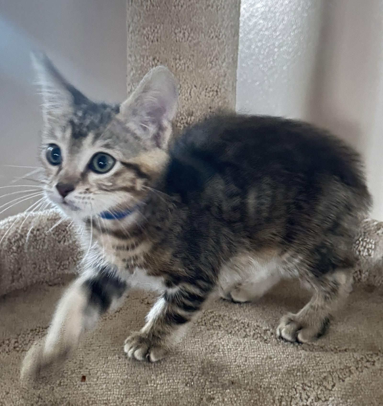 Koda, a Adoptable Domestic Short Hair in Seal Beach, CA image 3/3