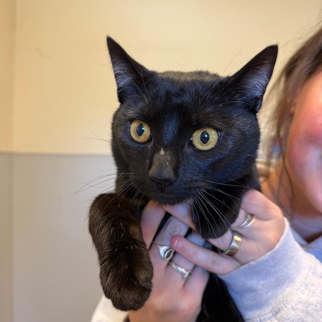 Enlarge Speckles - Barn Cat (Foster to Adopt), a Adoptable Domestic Short Hair in Morrisville, VT image 1/1