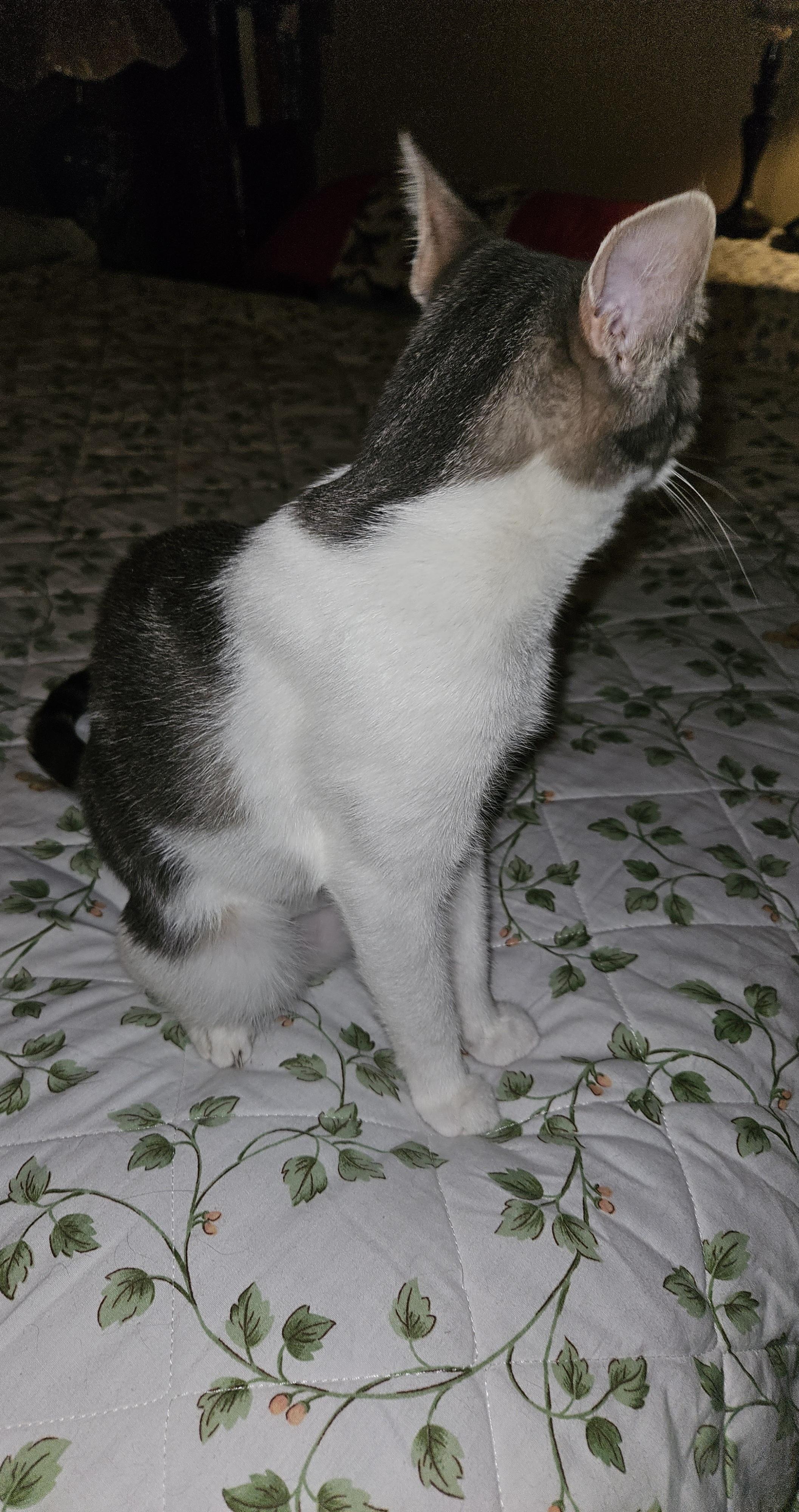 Maribel, a Adoptable Domestic Short Hair in Mansfield, PA image 1/4