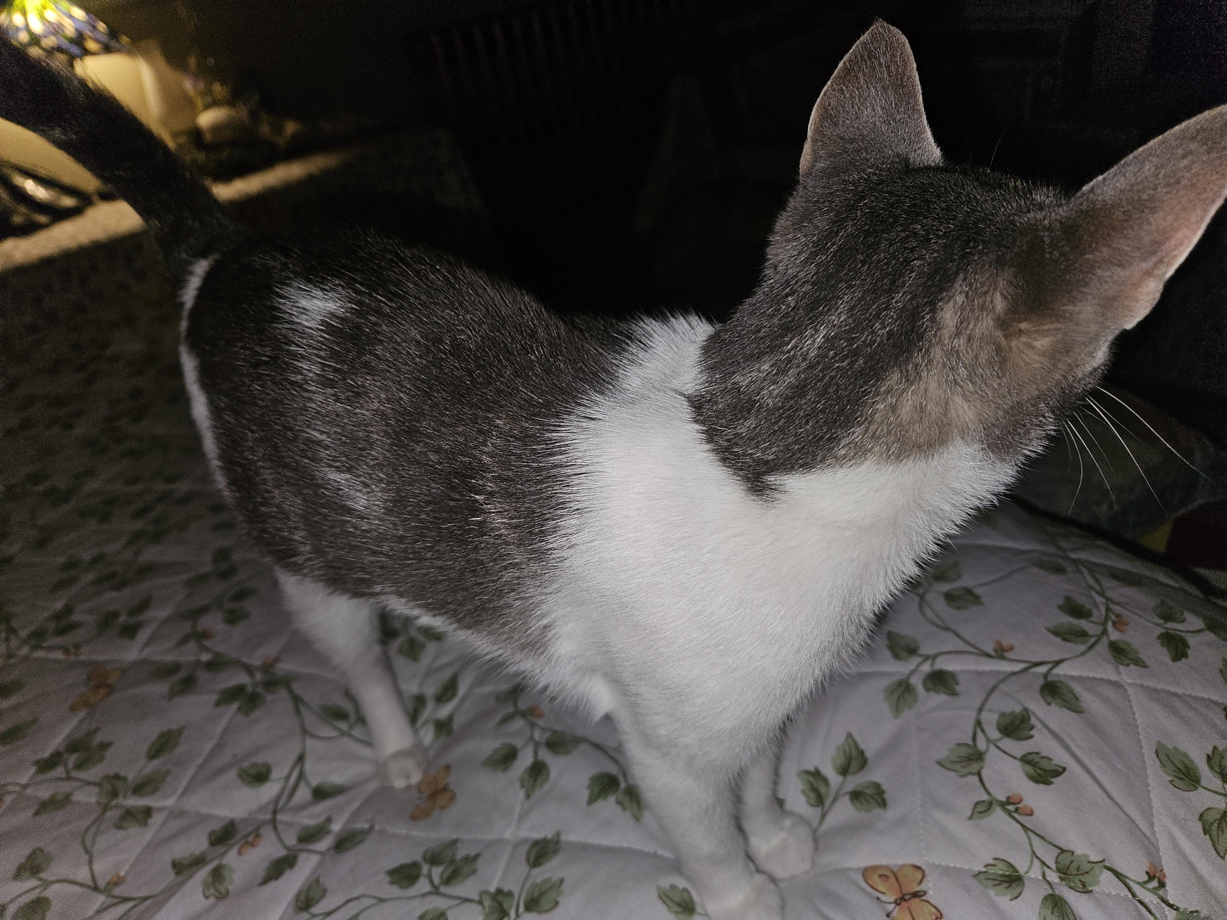 Maribel, Adoptable, Young Female Domestic Short Hair.