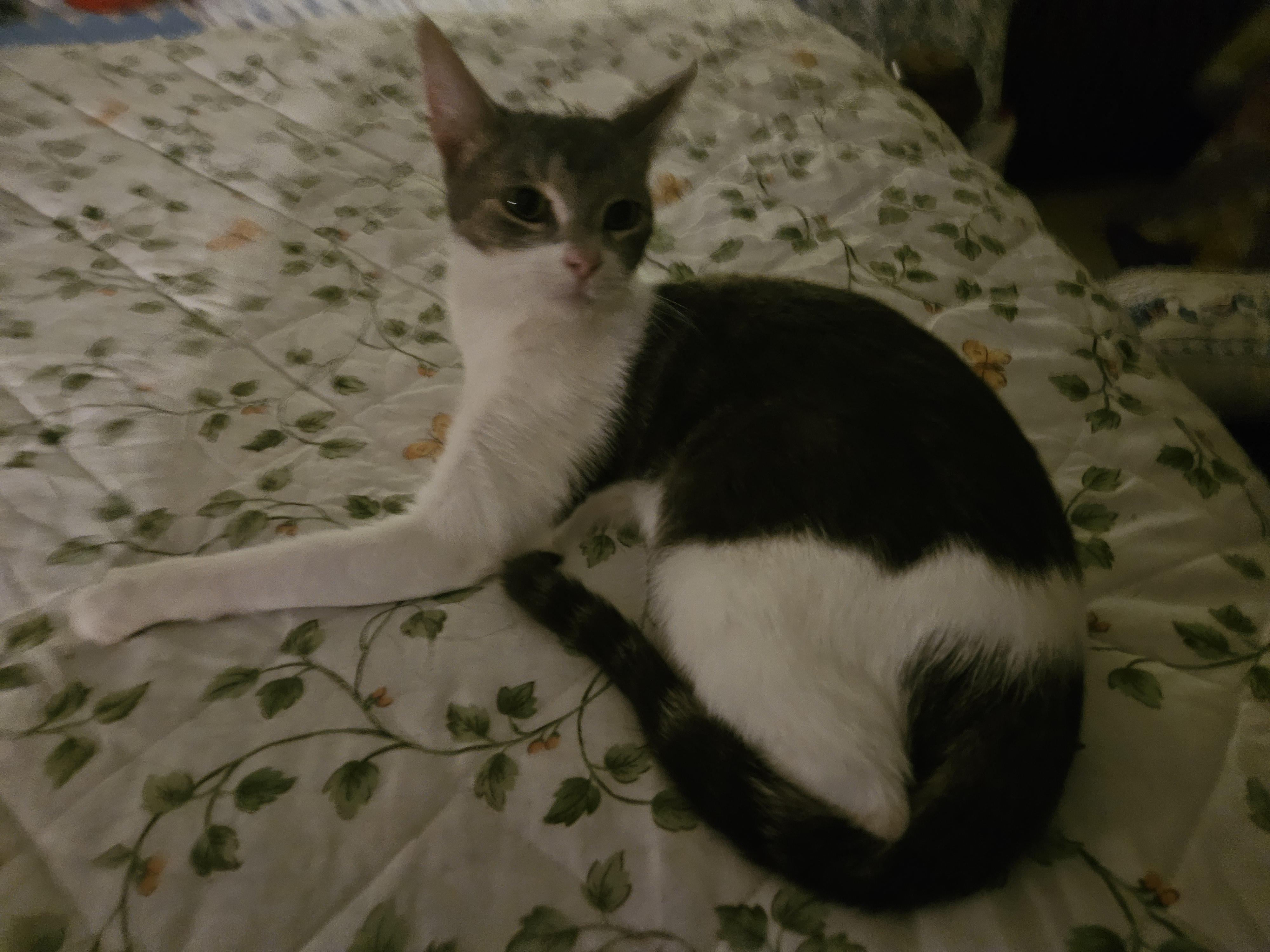 Maribel, a Adoptable Domestic Short Hair in Mansfield, PA image 3/4