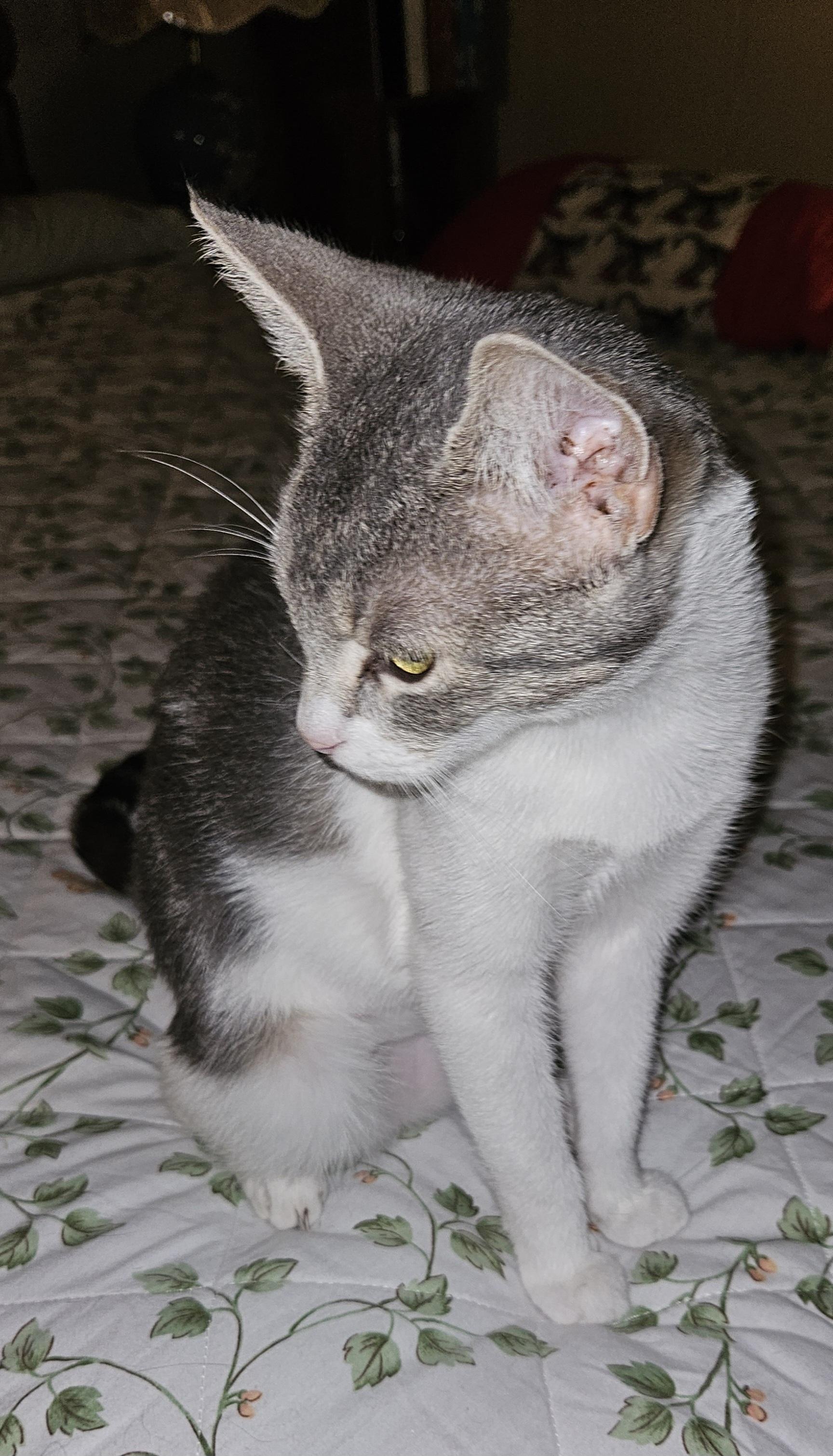 Maribel, a Adoptable Domestic Short Hair in Mansfield, PA image 4/4