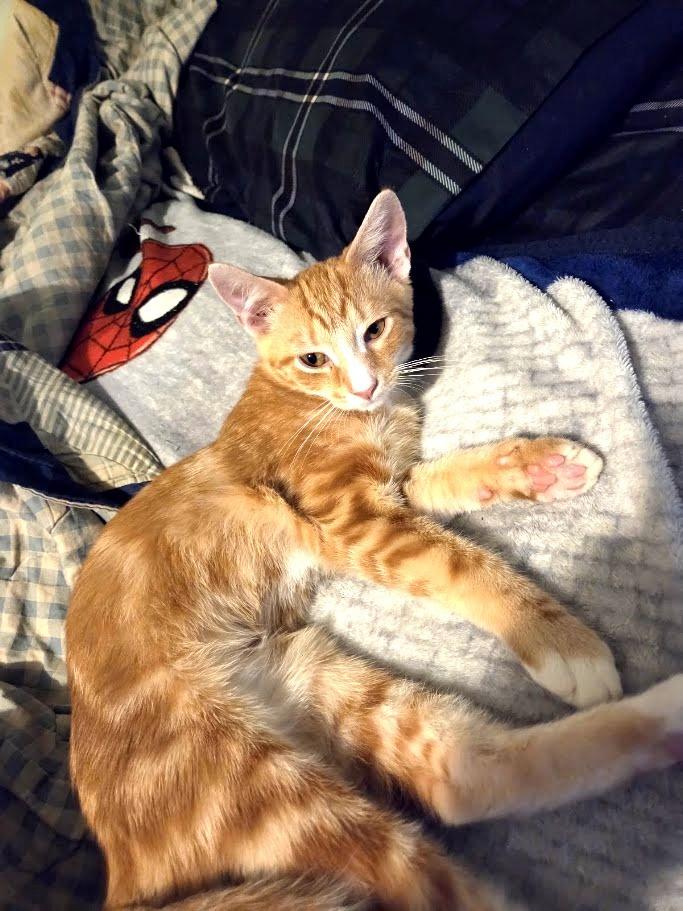 Tango, Adoptable, Kitten Male Domestic Short Hair.