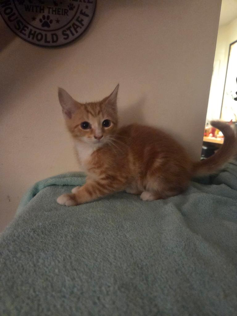 Tango, Adoptable, Kitten Male Domestic Short Hair.