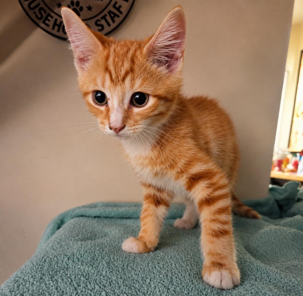 Tango, a Adoptable mixed breed in Parkville, MD image 5/6