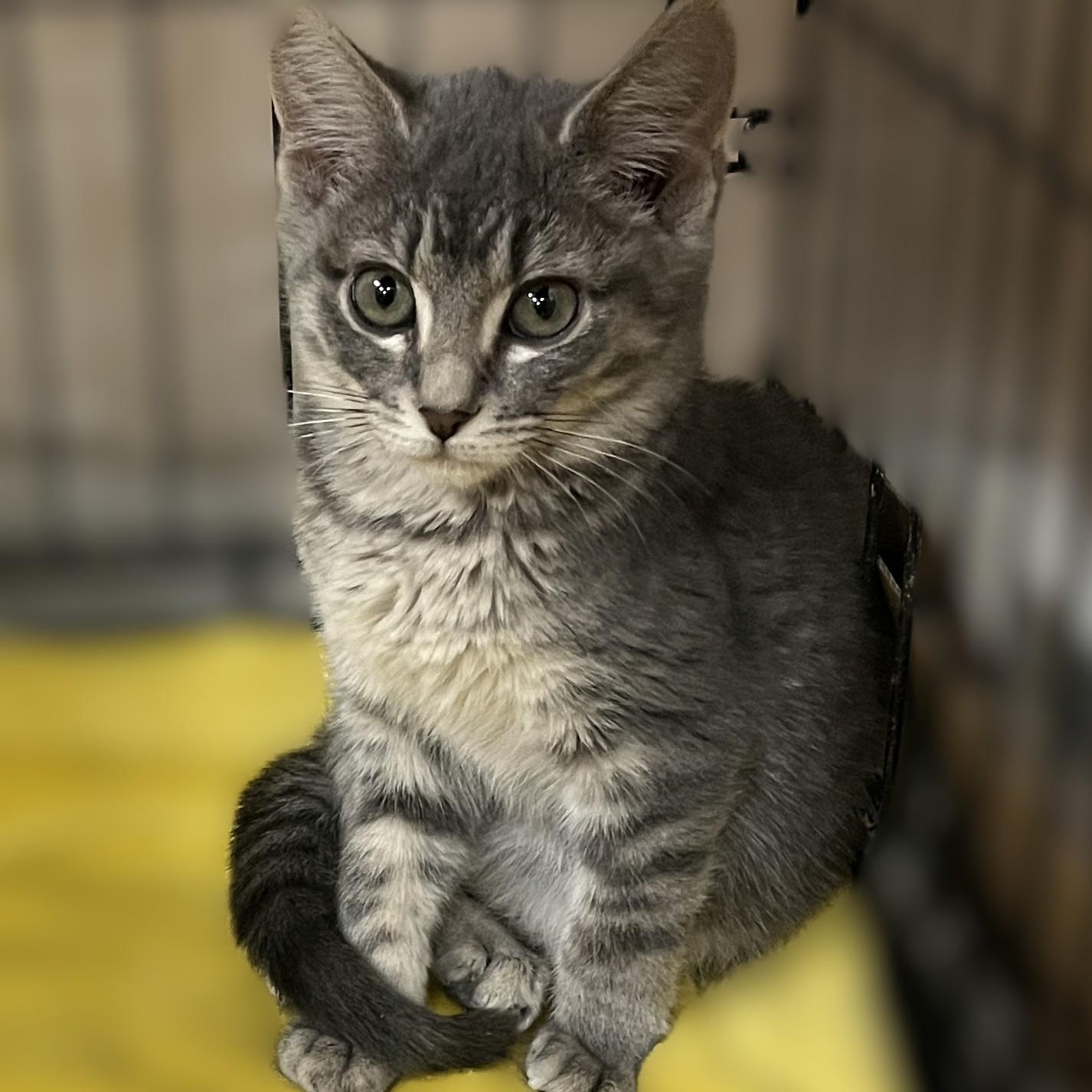 Parker, a Adoptable Domestic Short Hair in Shingletown, CA image 3/3