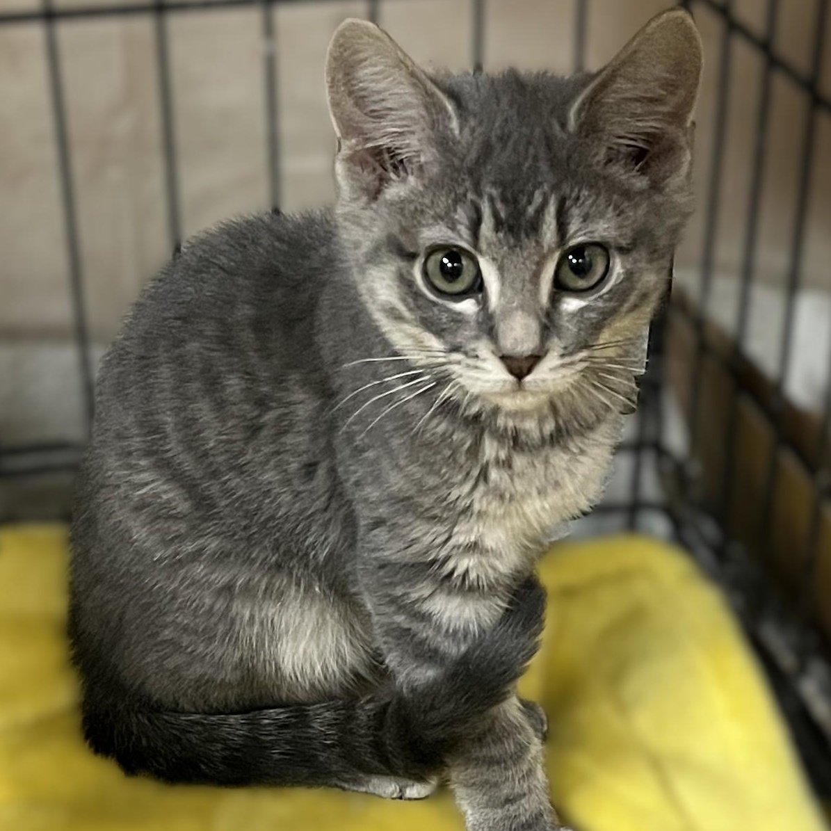 Parker, a Adoptable Domestic Short Hair in Shingletown, CA image 1/3