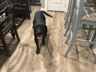 Enlarge Milo - Transport Available, a Adoptable mixed breed in Nottingham, MD image 5/5