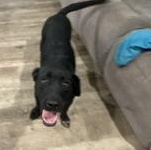Enlarge Milo - Transport Available, a Adoptable mixed breed in Nottingham, MD image 4/5