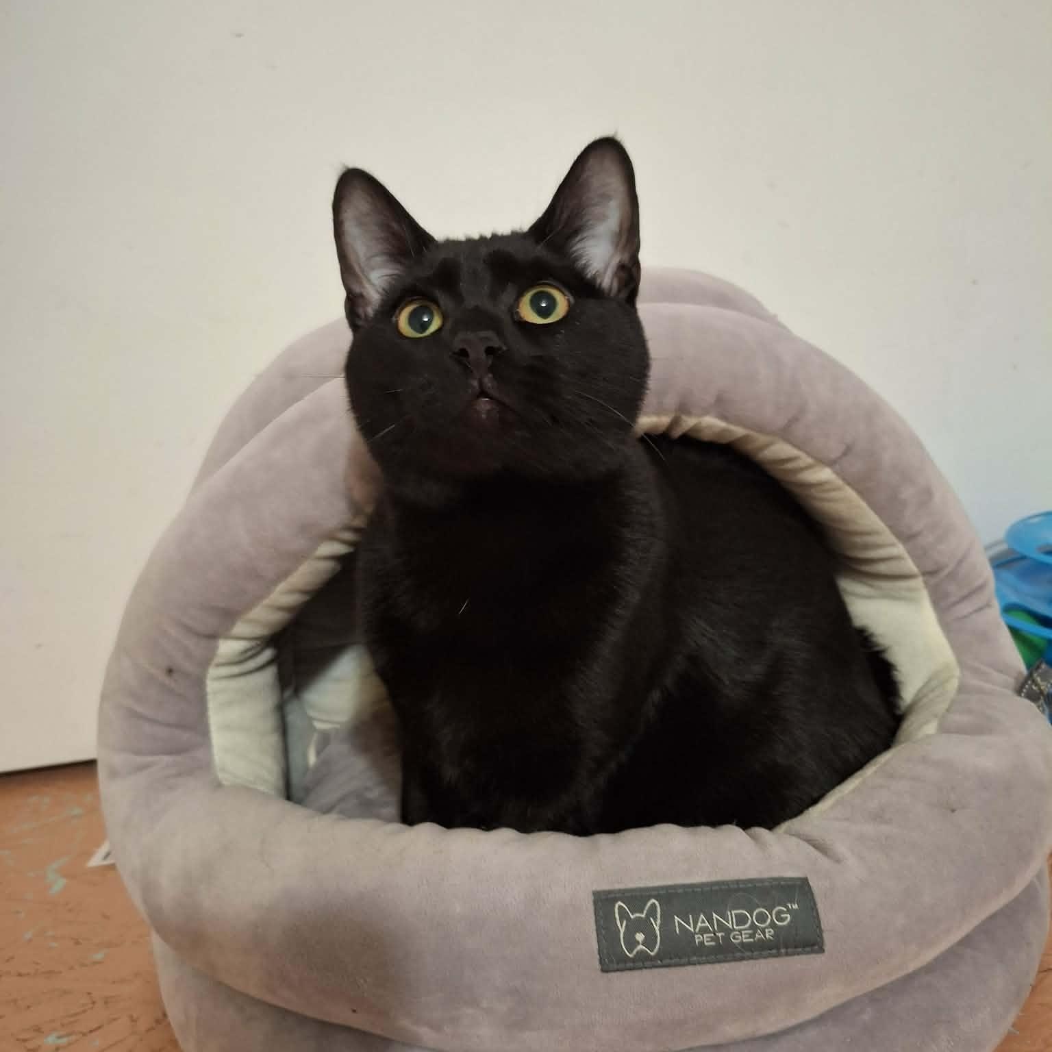 Enlarge Rex, an adopted Domestic Short Hair in Vine Grove, KY image 3/4