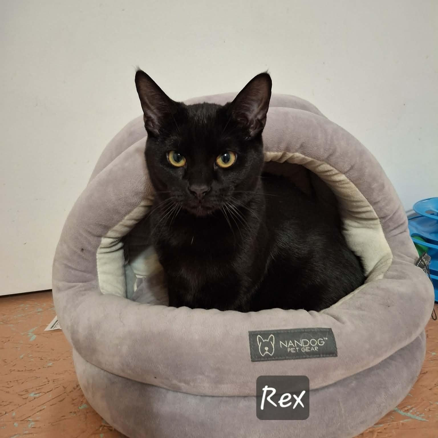Enlarge Rex, an adopted Domestic Short Hair in Vine Grove, KY image 4/4