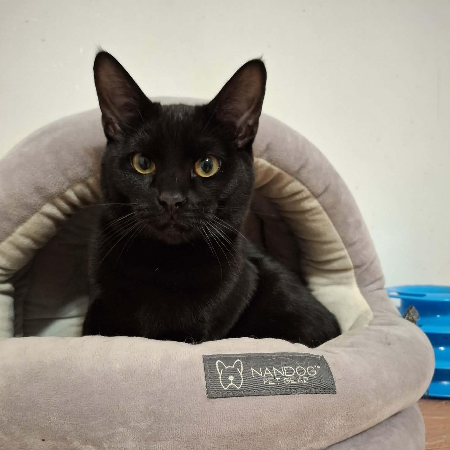 Enlarge Rex, an adopted Domestic Short Hair in Vine Grove, KY image 1/4