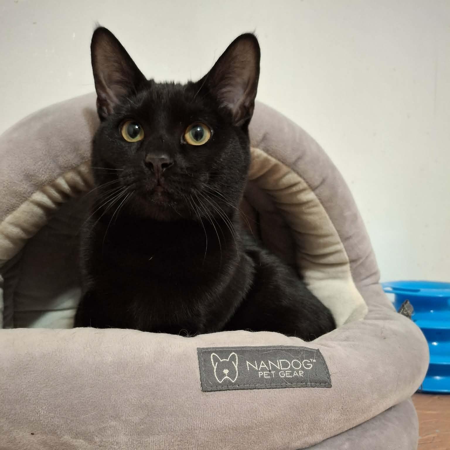 Enlarge Rex, an adopted Domestic Short Hair in Vine Grove, KY image 2/4