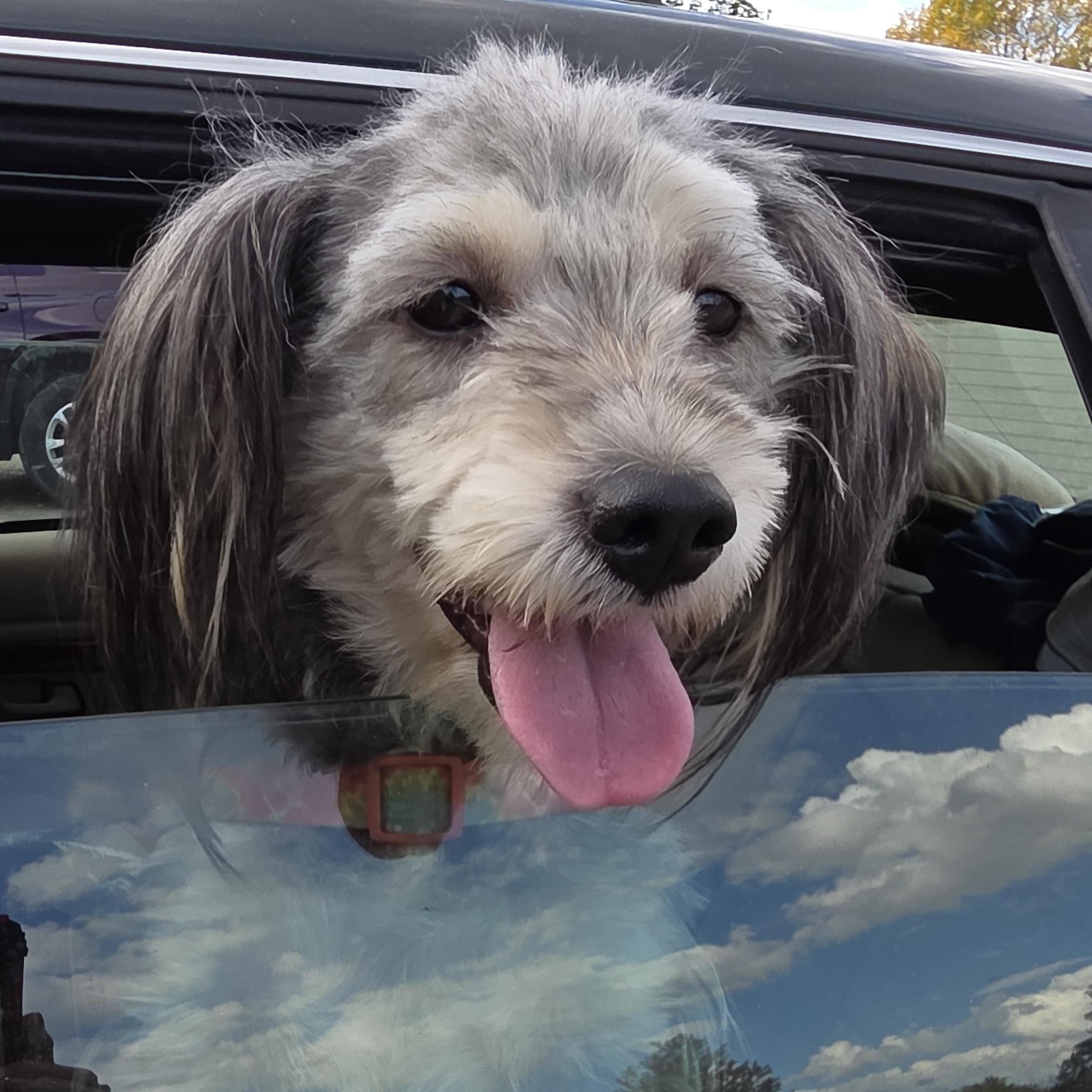 Enlarge Paige Piper Toms - COURTESY LISTING, a ADOPTABLE Yorkie Poo in Midland, MI image 3/3