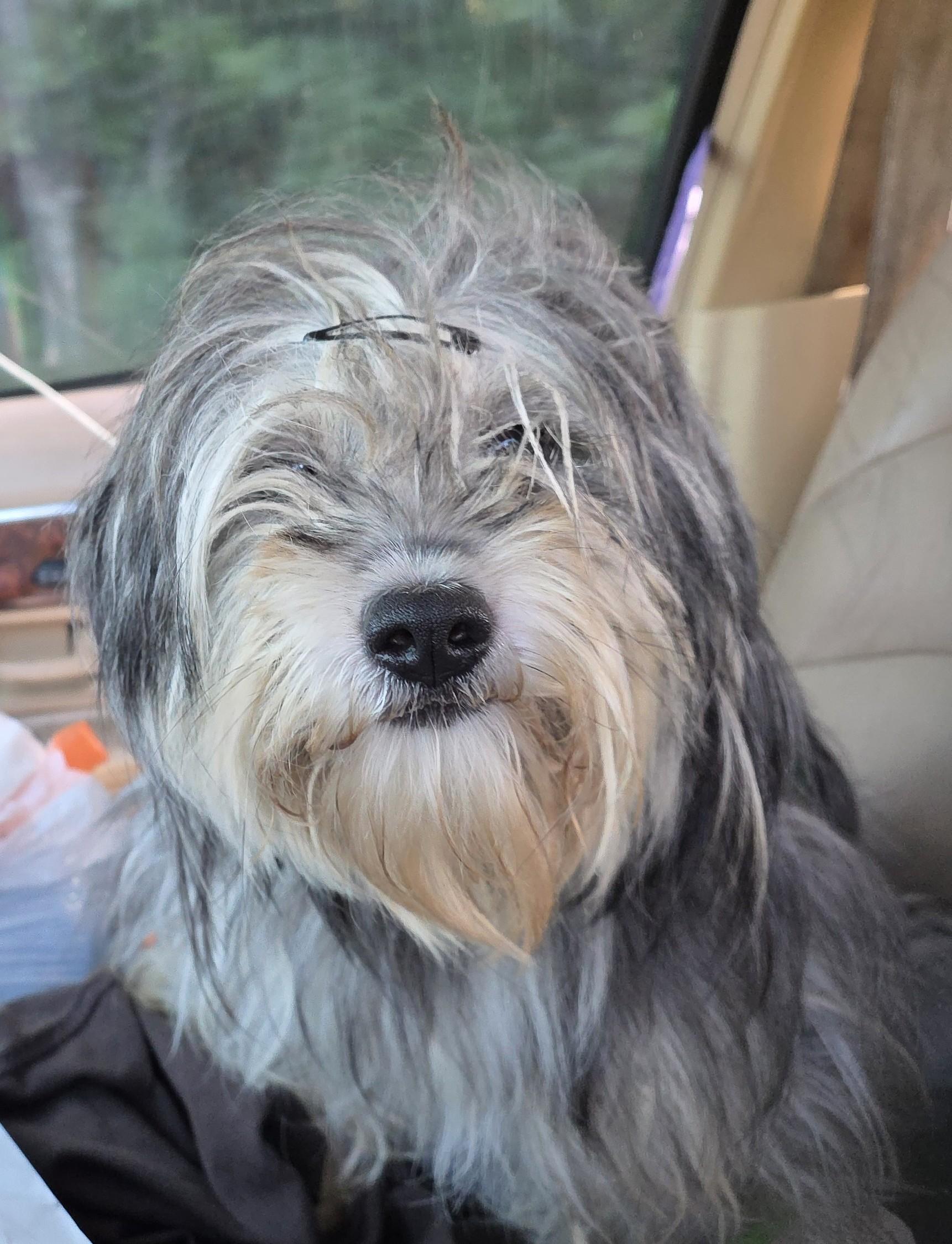 Paige Piper Toms - COURTESY LISTING, ADOPTABLE, Adult Female Yorkie Poo.