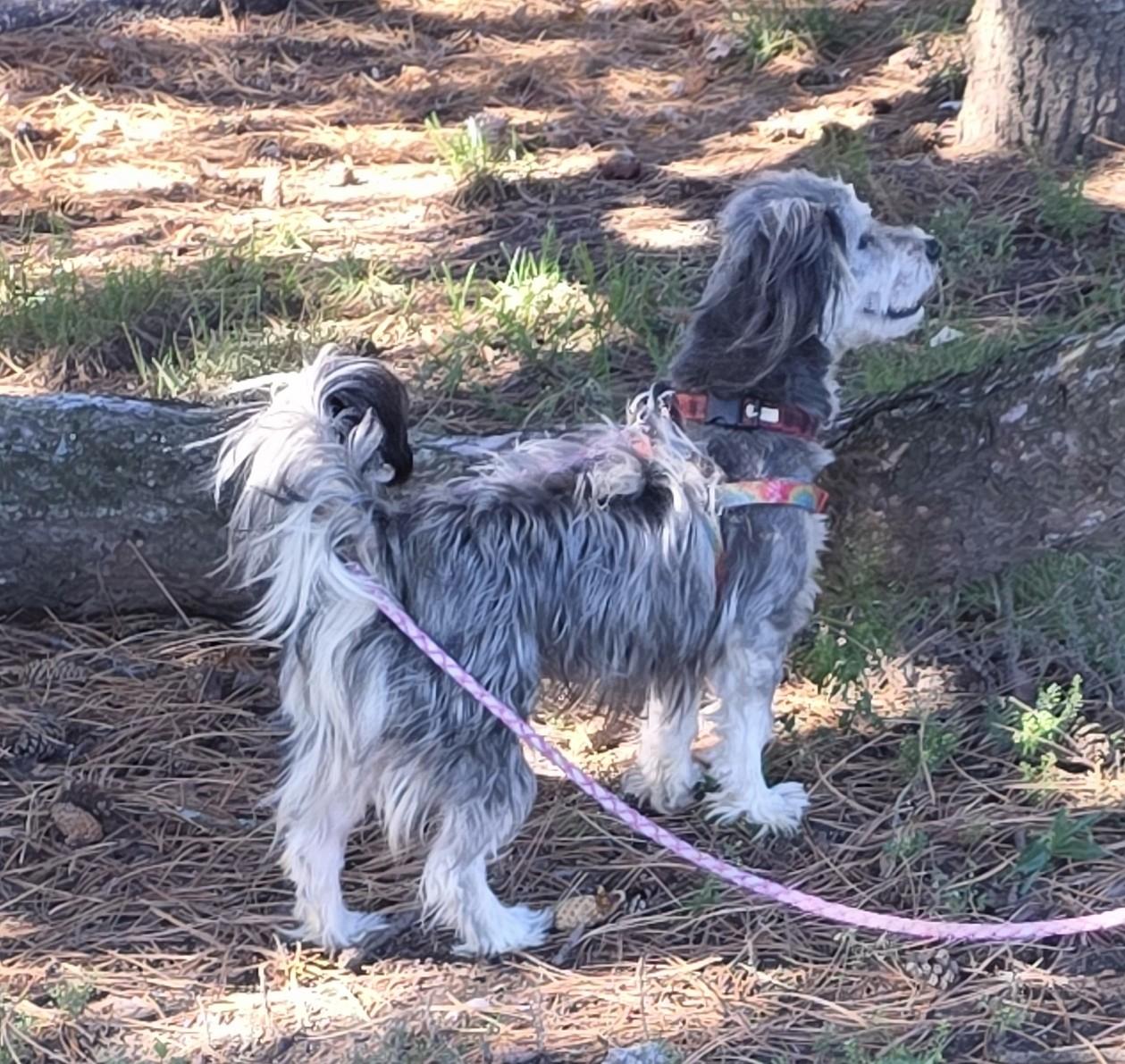 Enlarge Paige Piper Toms - COURTESY LISTING, a ADOPTABLE Yorkie Poo in Midland, MI image 2/3