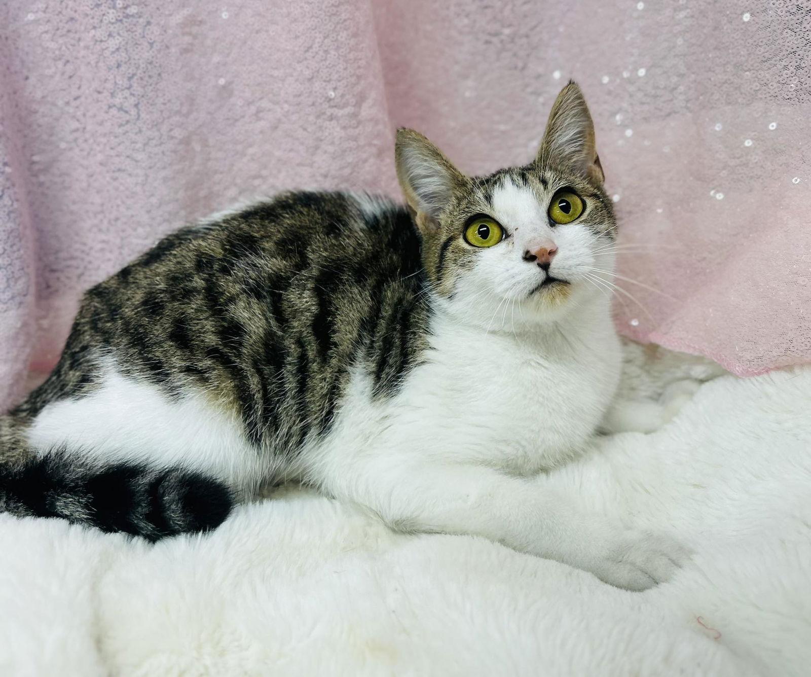 Enlarge Noodle, a Adopted Domestic Short Hair in Clarkesville, GA image 1/1