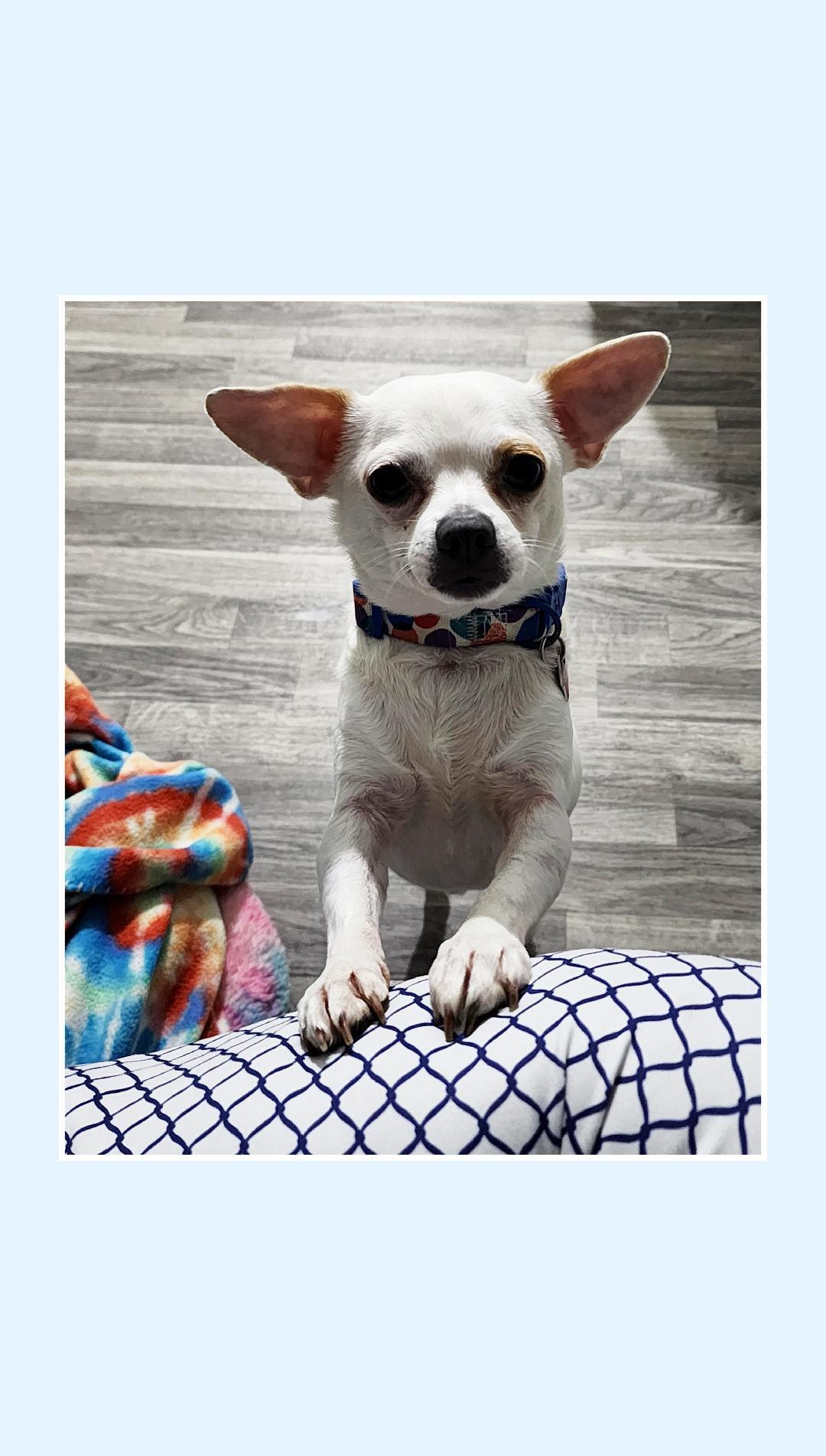 Enlarge Chip, a ADOPTABLE Chihuahua in Lake Geneva, WI image 4/6