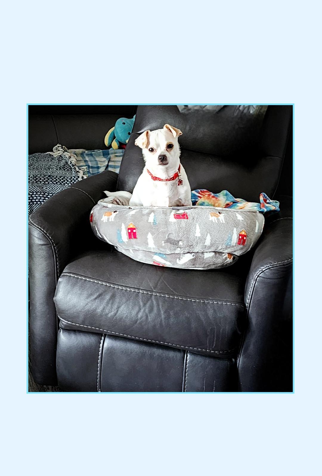Enlarge Chip, a ADOPTABLE Chihuahua in Lake Geneva, WI image 2/6