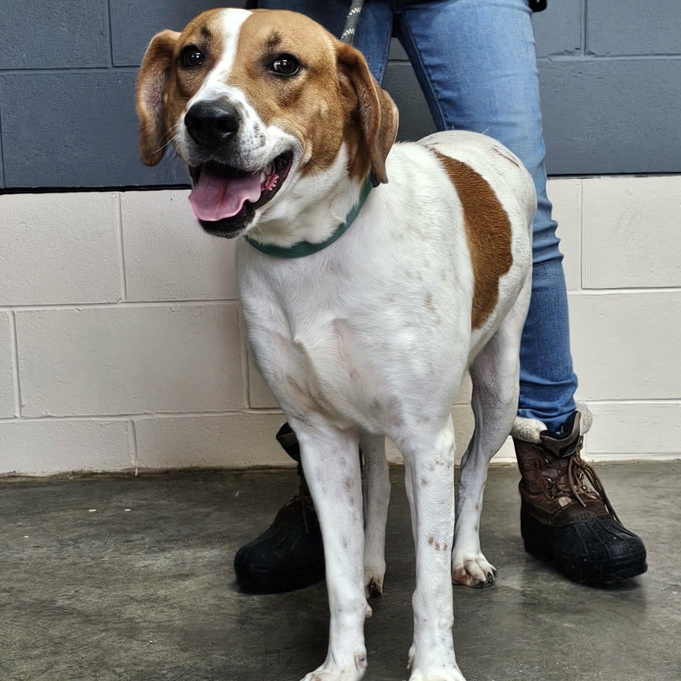 Peaches, ADOPTABLE, Young Female American Foxhound.