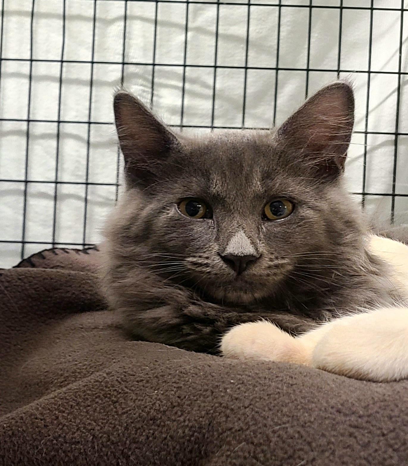Simon & Theodore, Adoptable, Kitten Male Siamese.