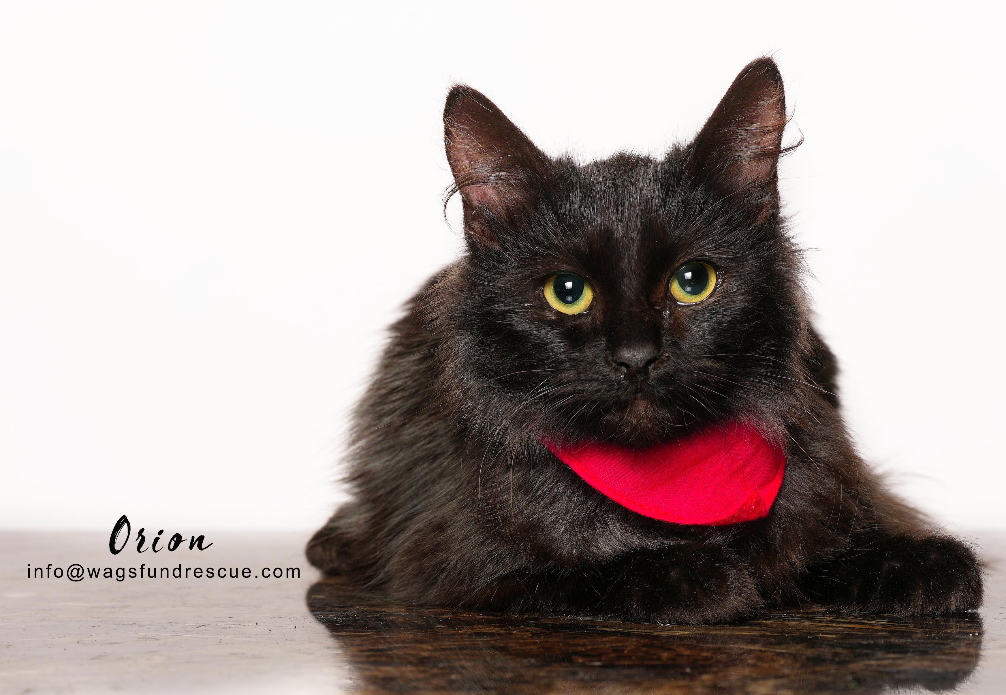 Orion, a ADOPTABLE Domestic Long Hair in Houston, TX image 2/2