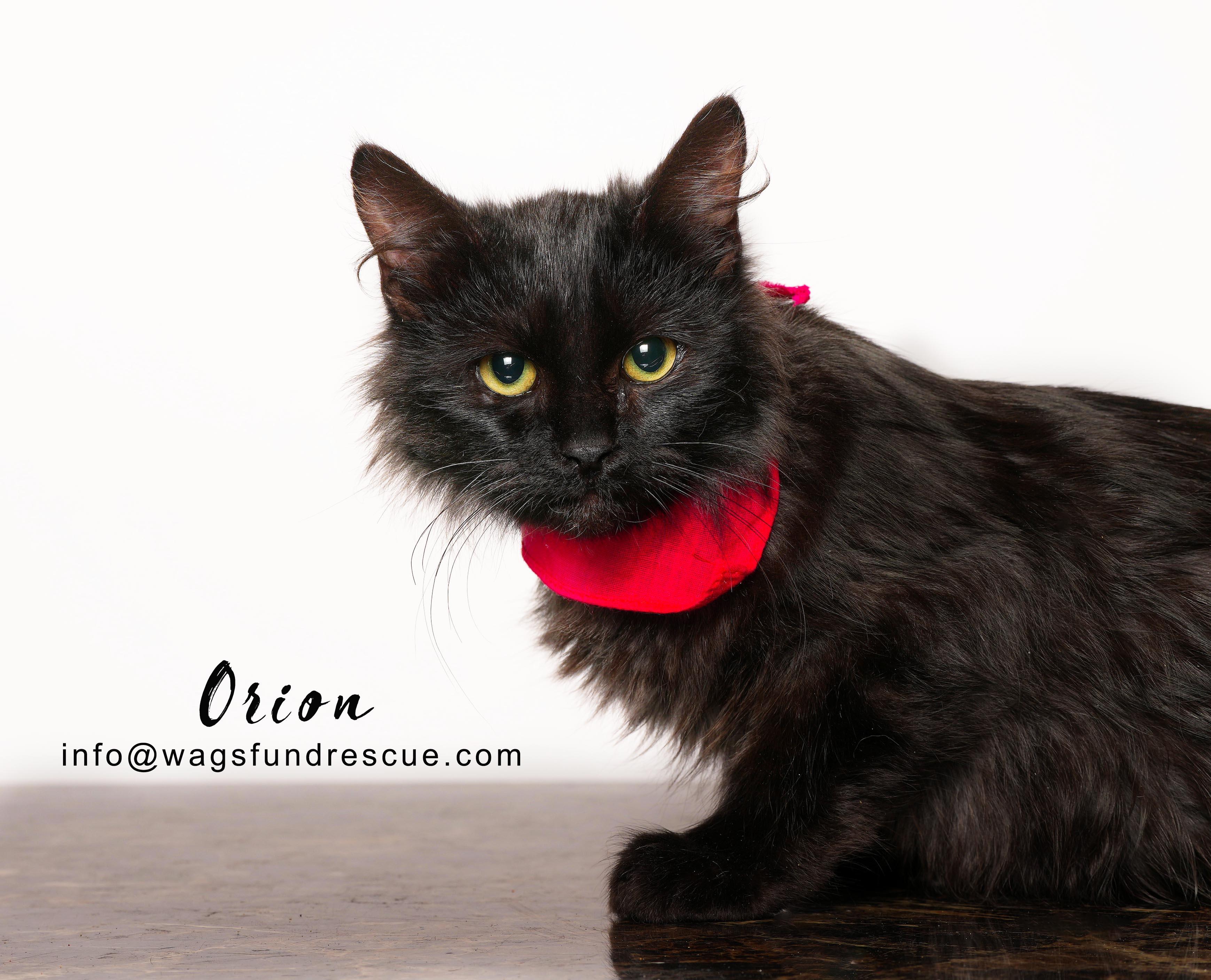 Orion, ADOPTABLE, Kitten Male Domestic Long Hair.