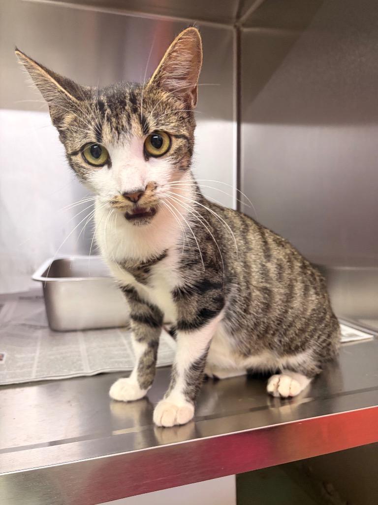 Valentine, Adoptable, Kitten Female Domestic Short Hair.
