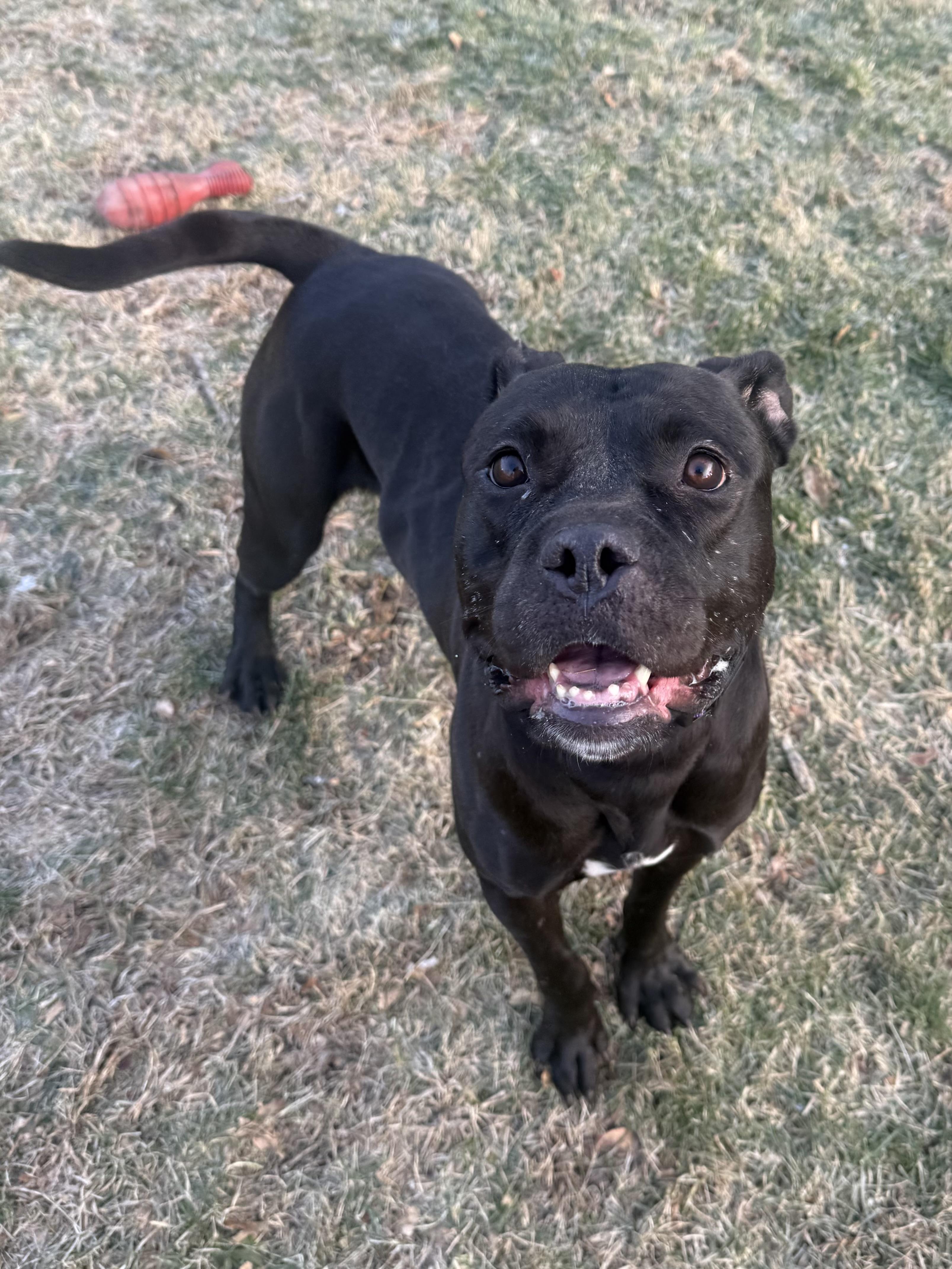 Enlarge Phoenix , a ADOPTABLE mixed breed in Succasunna, NJ image 2/6