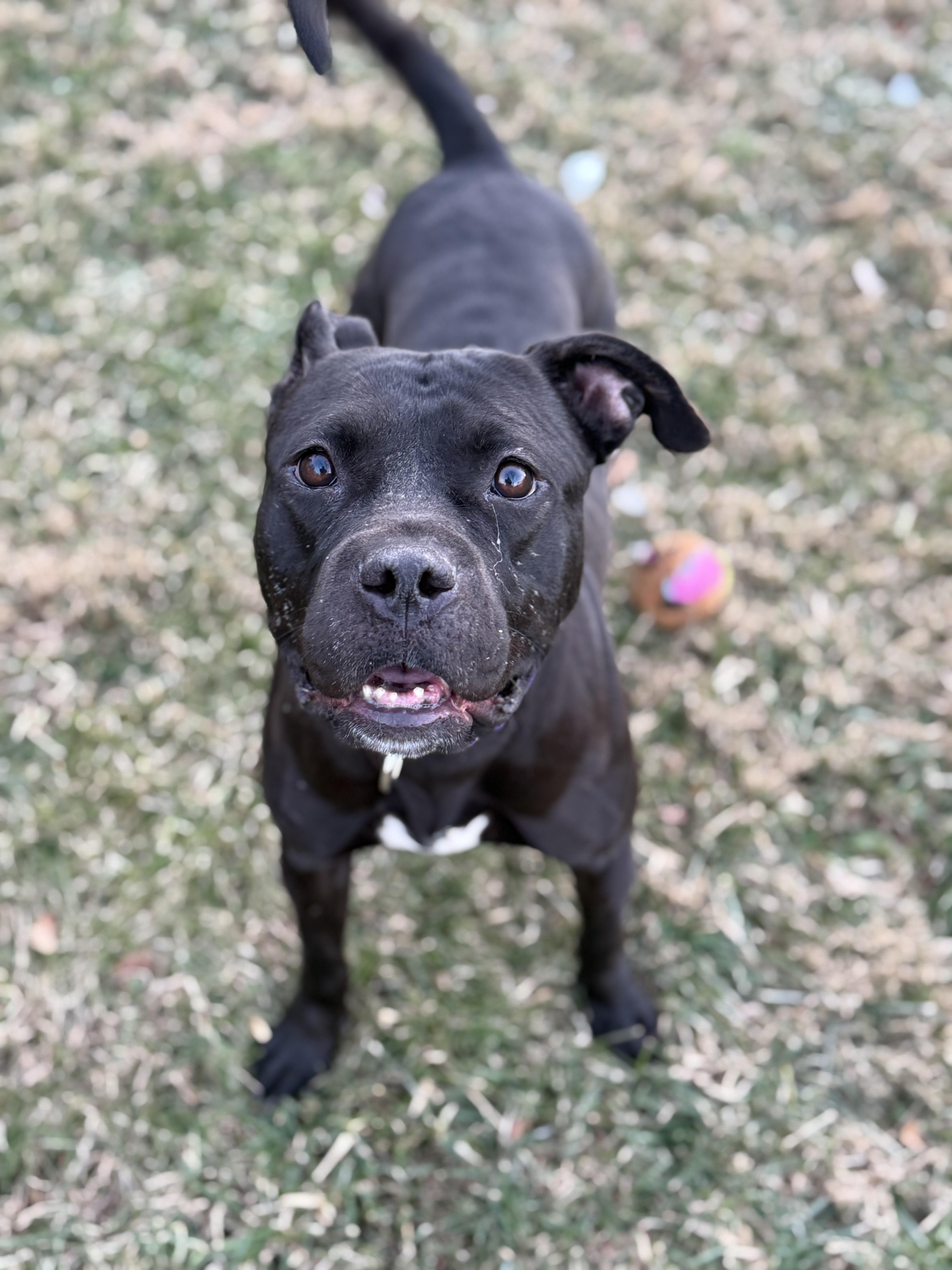 Phoenix , ADOPTABLE, Adult Female Pit Bull Terrier.