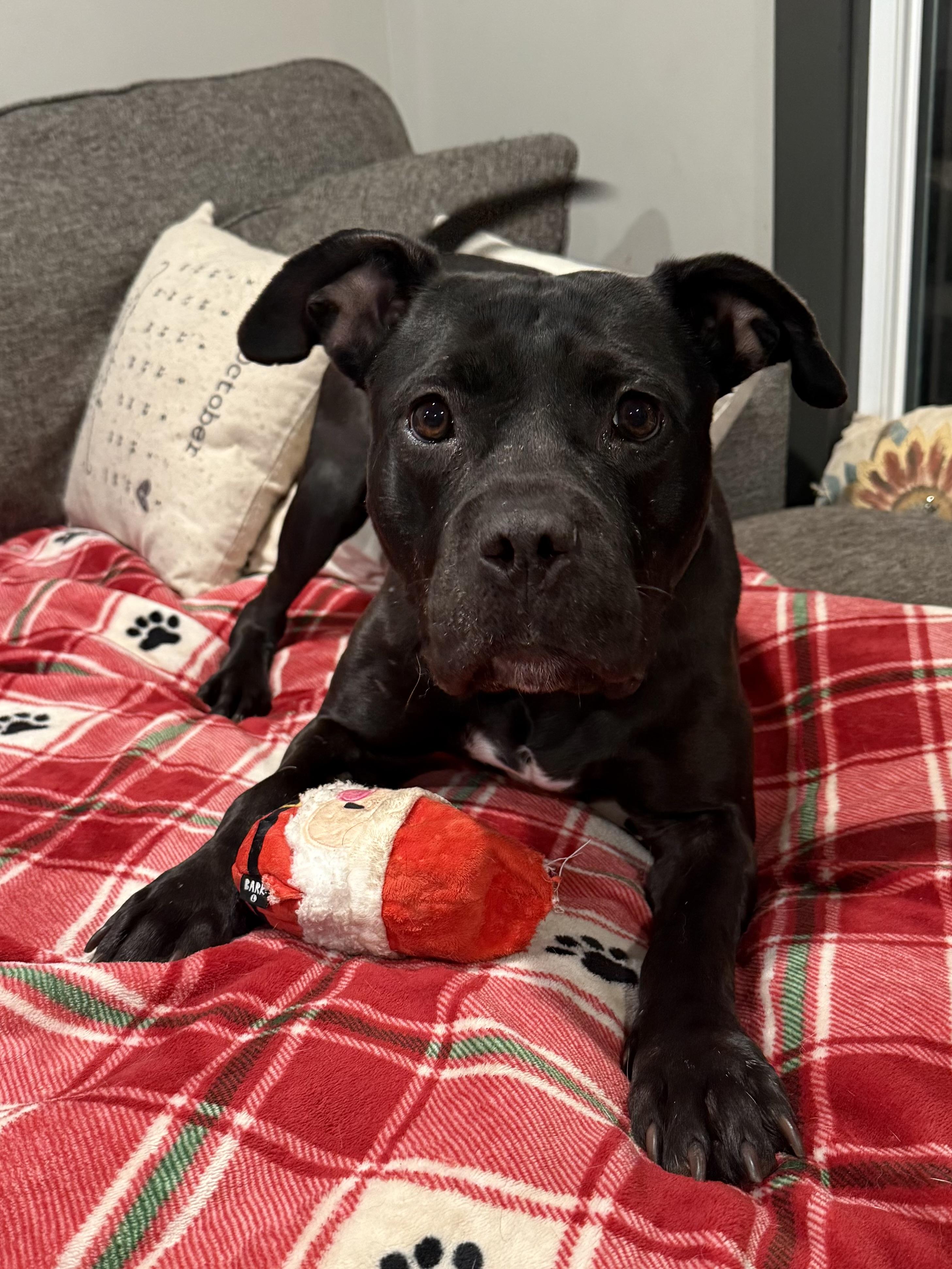 Enlarge Phoenix , a ADOPTABLE mixed breed in Succasunna, NJ image 4/6