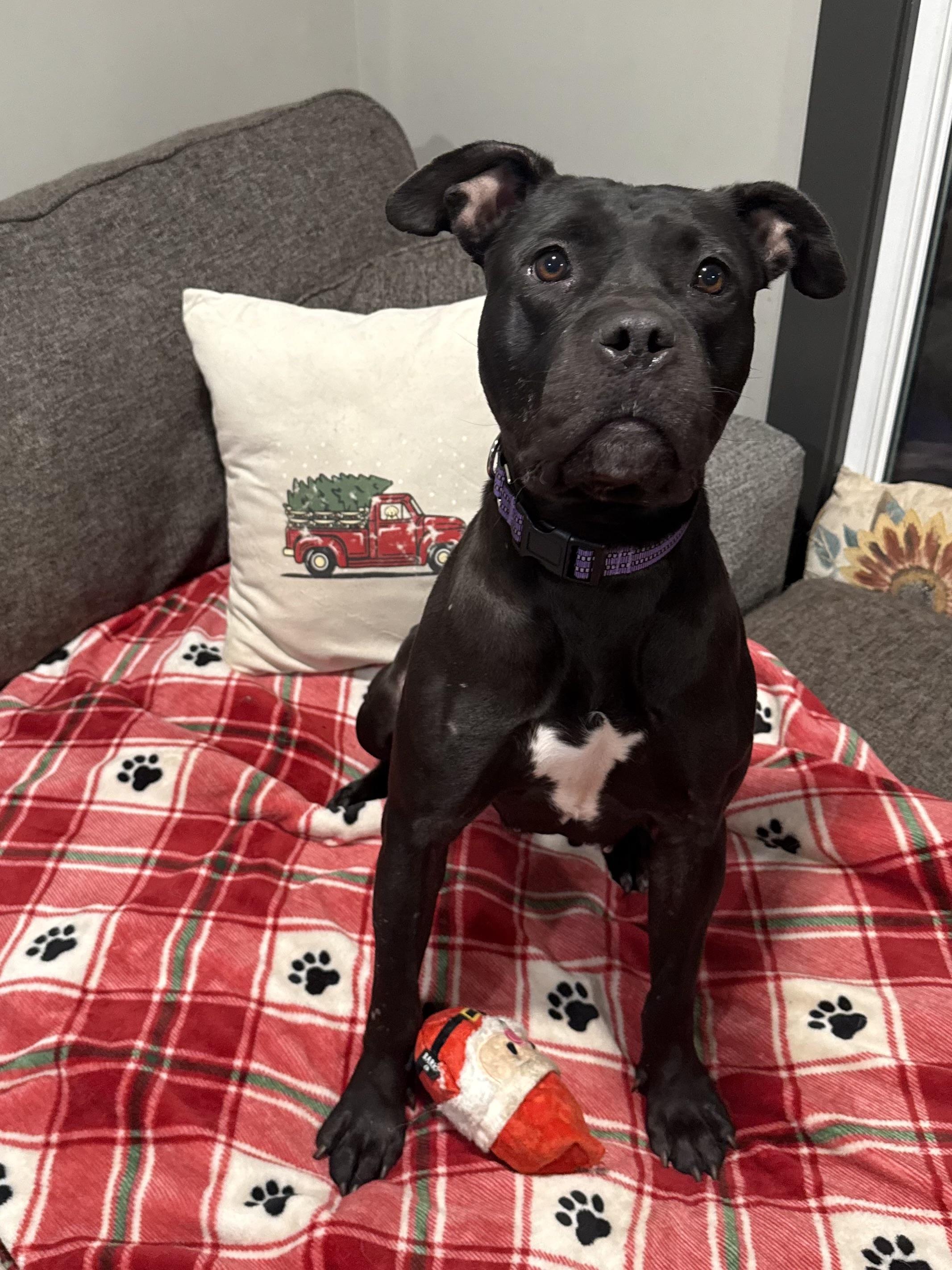 Enlarge Phoenix , a ADOPTABLE mixed breed in Succasunna, NJ image 6/6